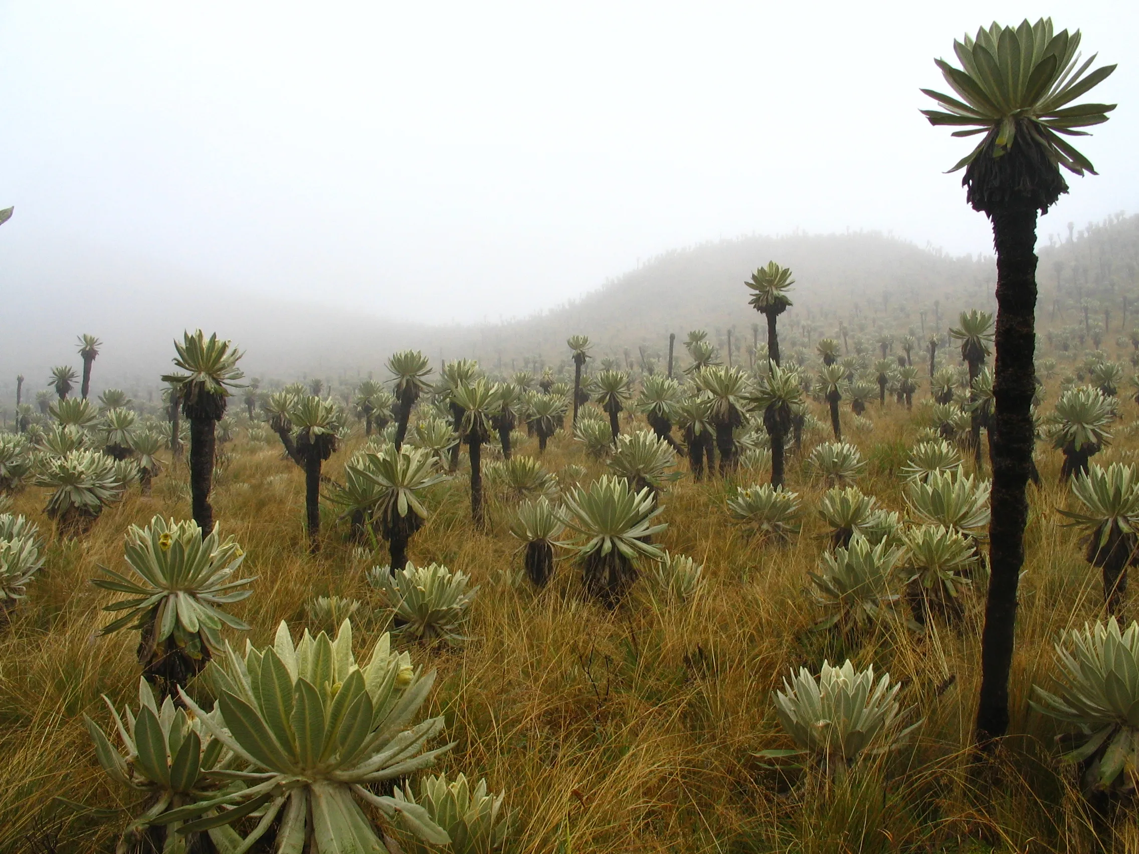 Frailejones and Polylepis