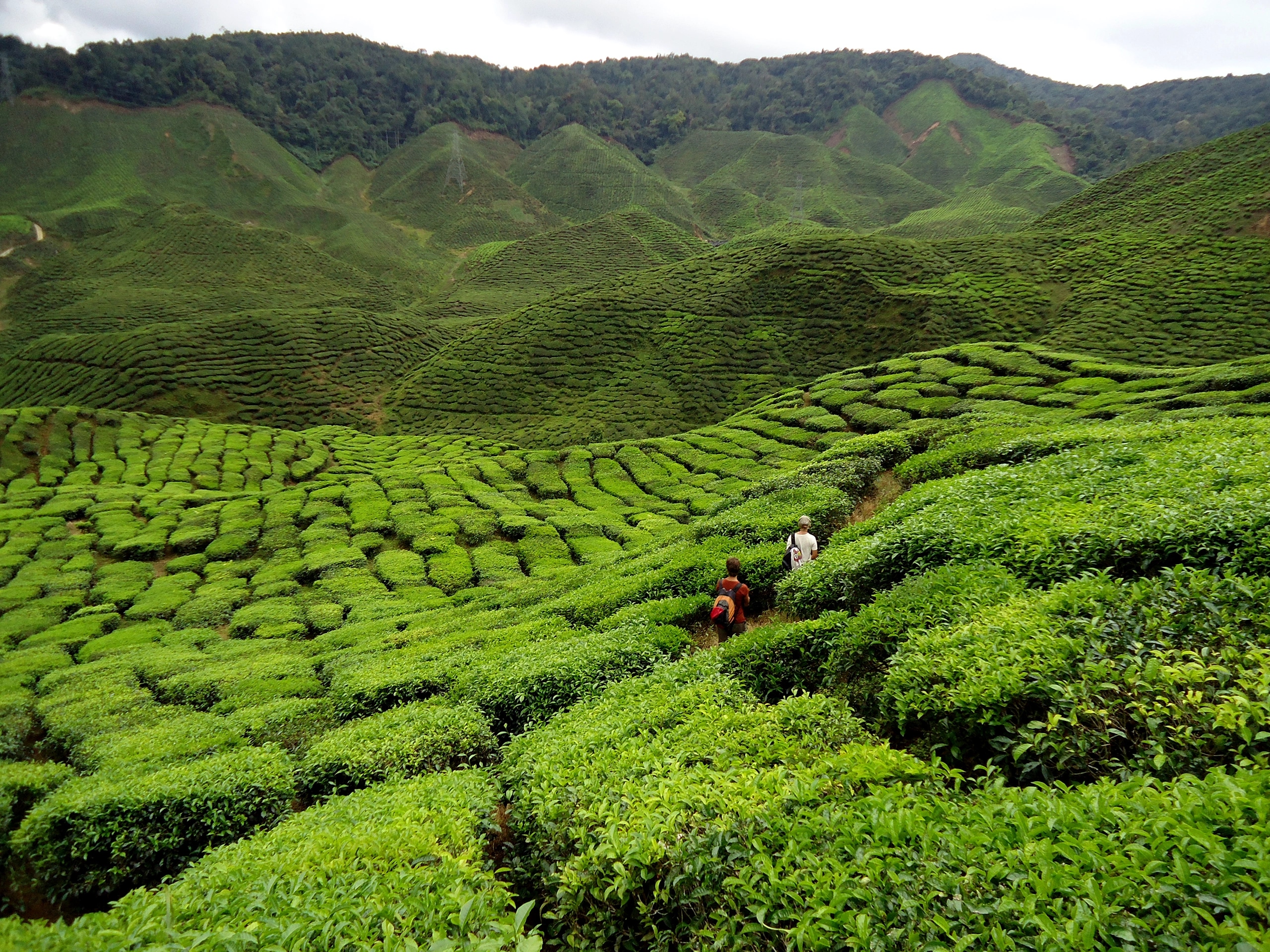 The Cameron Highlands