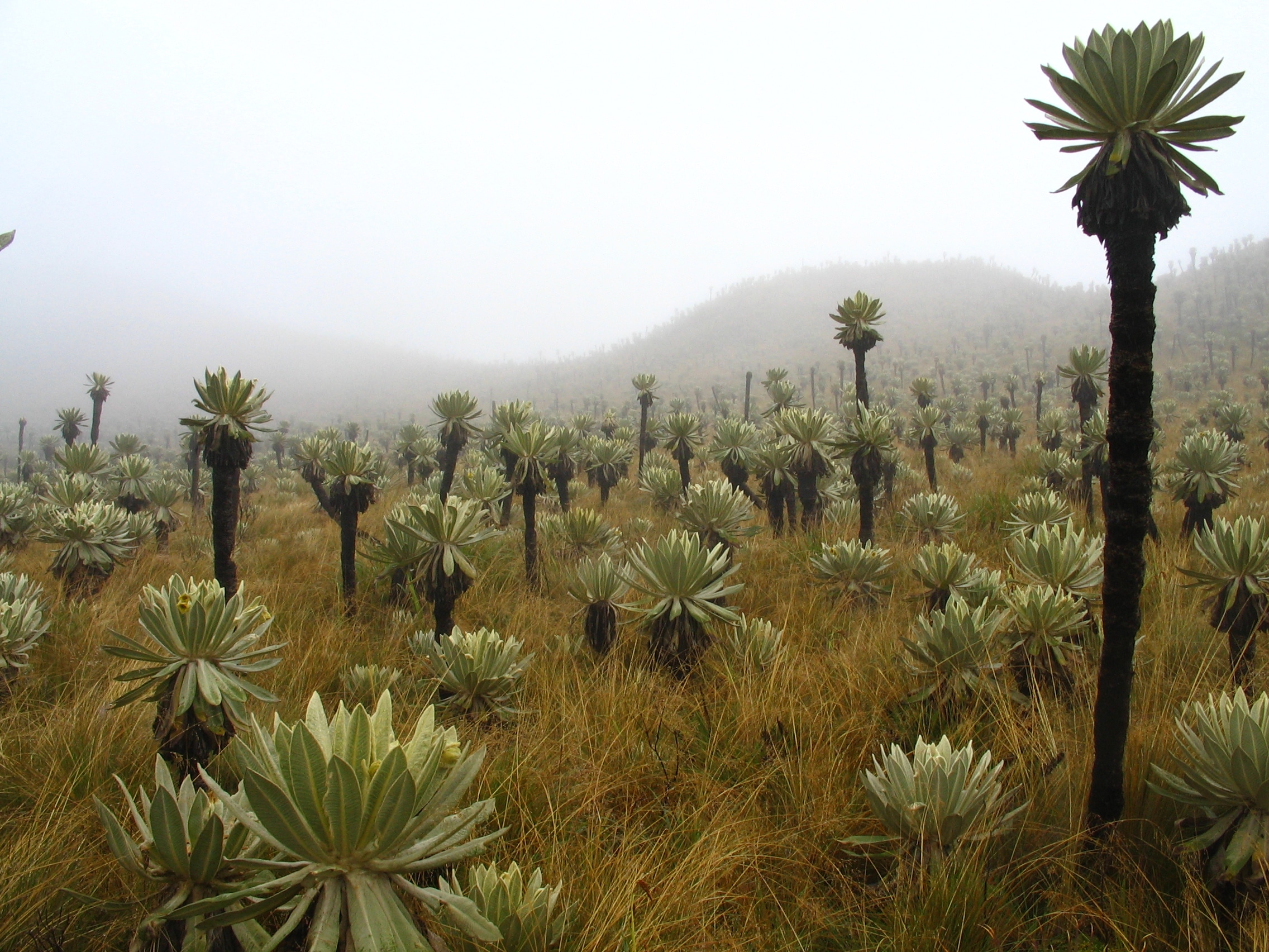 Frailejones and Polylepis