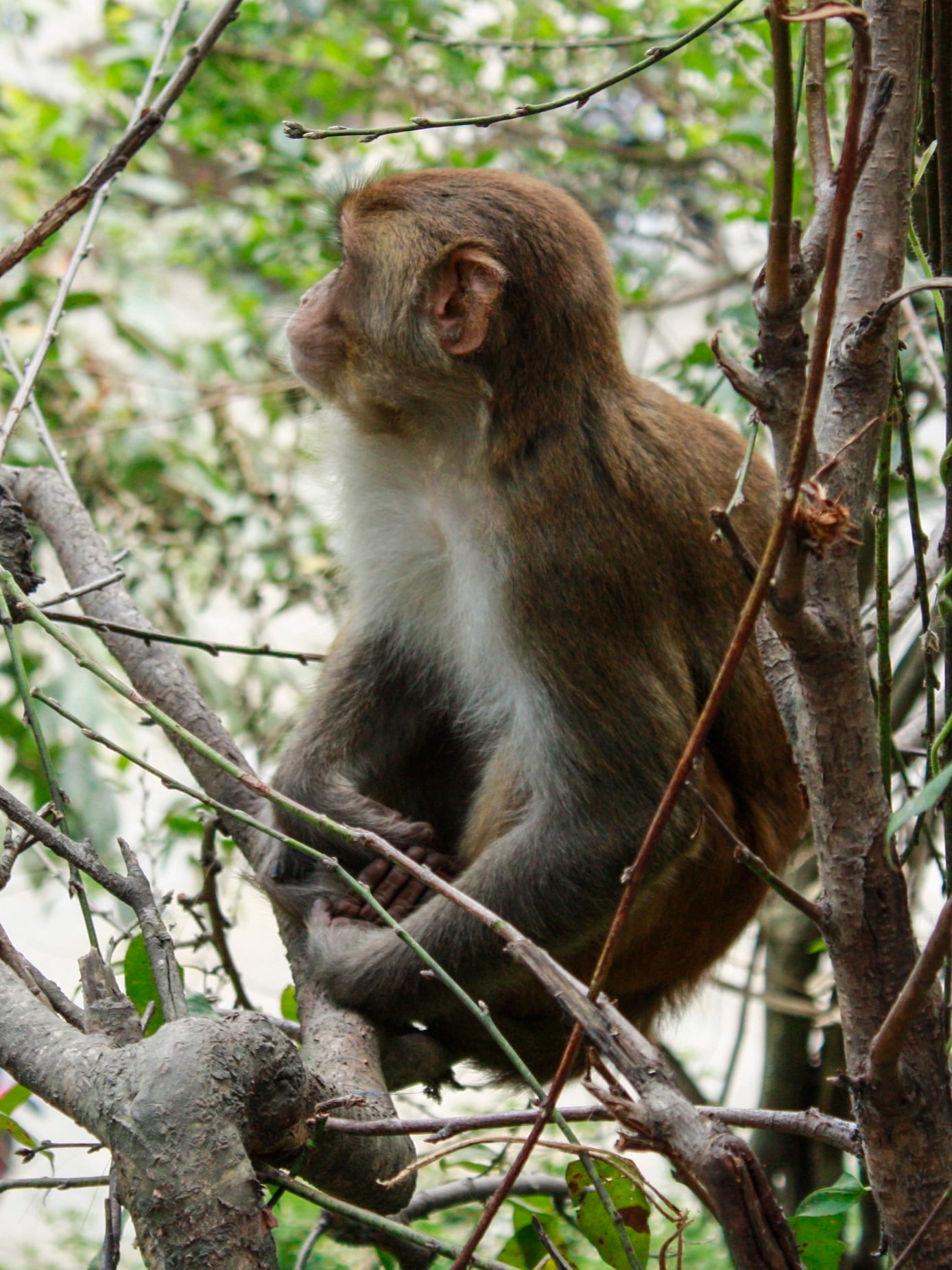 A rhesus macaque sitting in a tangle of bare branches at Swayambhunath