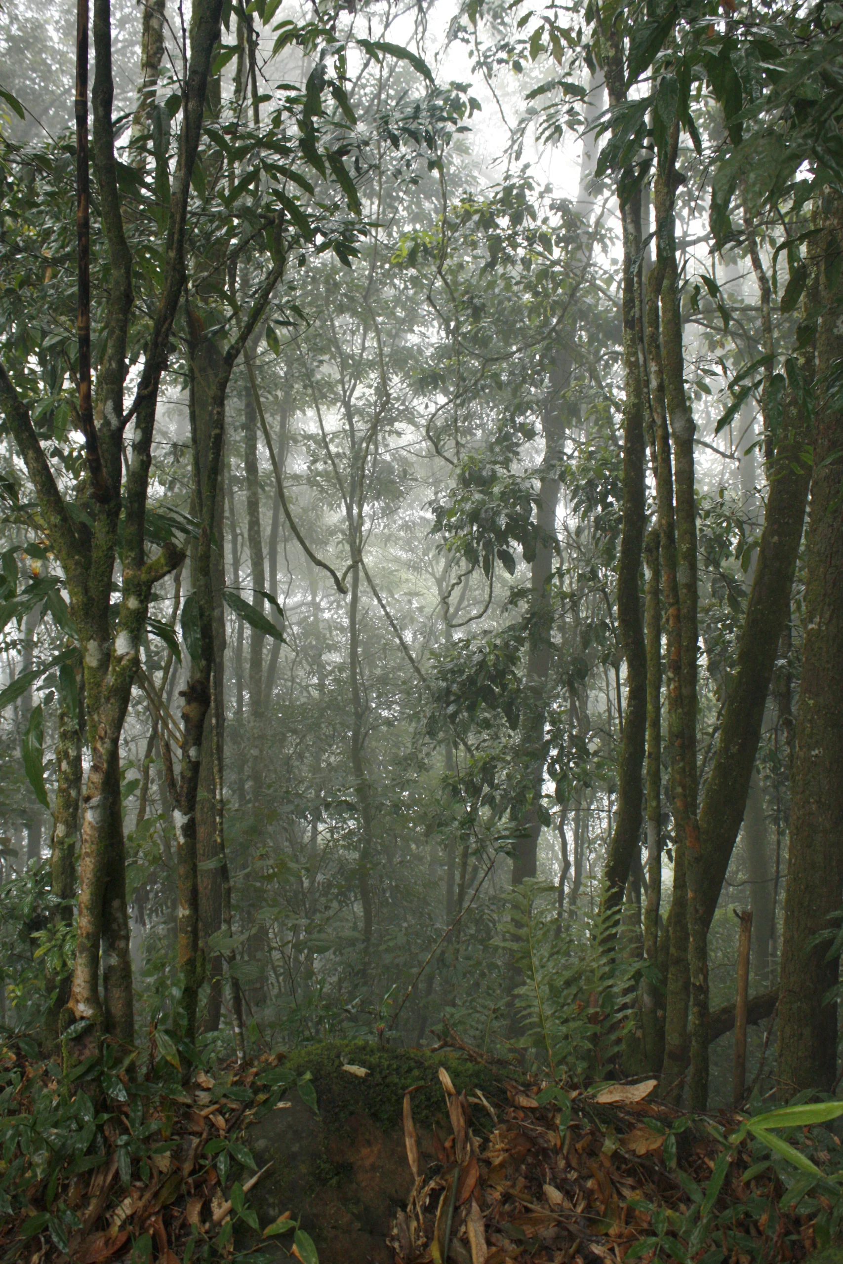 Mist hanging between slender trees in the Nam Ha rainforest, ferns and leaf litter covering the slope below