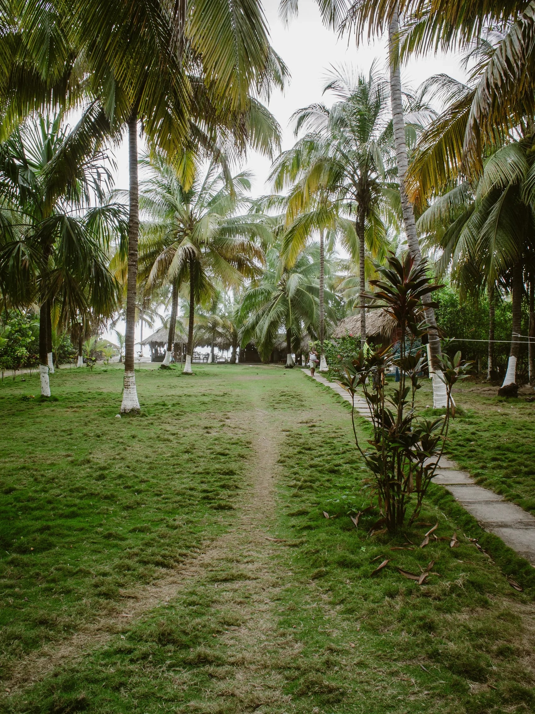 A grass path running between whitewashed palm trunks towards thatched cabanas at Finca Escondida